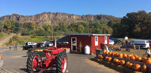 Apple Picking