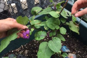 HS Gardening